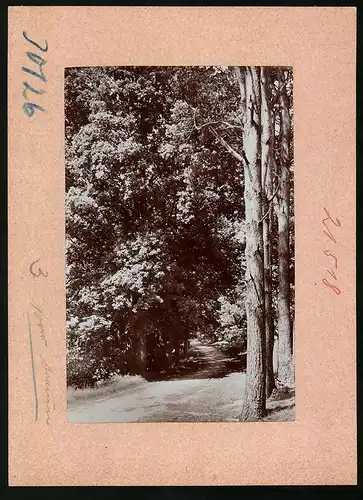 Fotografie Brück & Sohn Meissen, Ansicht Schmannewitz, dicht bewachsener Waldweg am Ort