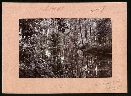 Fotografie Brück & Sohn Meissen, Ansicht Liebenwerda, Partie an der Elster im Wald