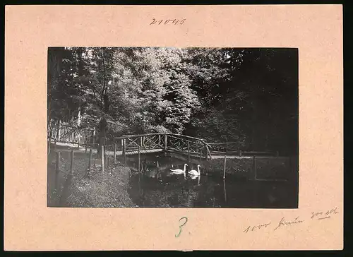 Fotografie Brück & Sohn Meissen, Ansicht Apolda, Blick auf den Schwanenteich mit Holzsteg und Schwänen