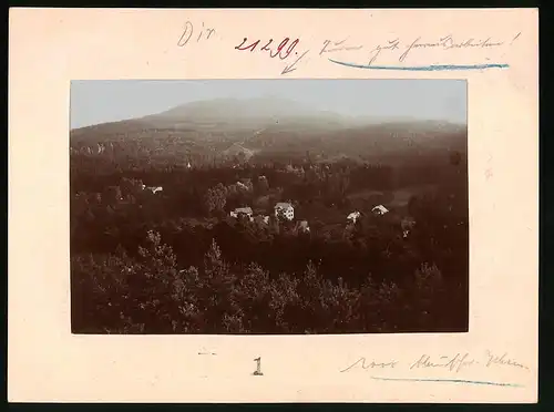 Fotografie Brück & Sohn Meissen, Ansicht Oybin, Wohnhäuser im Wald mit Blick auf den Hohwald