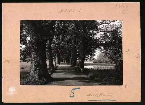 Fotografie Brück & Sohn Meissen, Ansicht Waldenburg i. Sa., Allee im Park Grünfeld