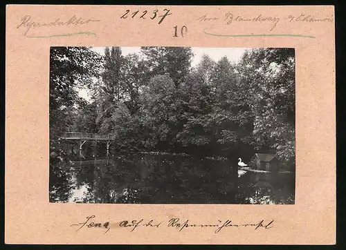 Fotografie Brück & Sohn Meissen, Ansicht Jena, auf der Rasenmühleninsel mit Entenhäuschen
