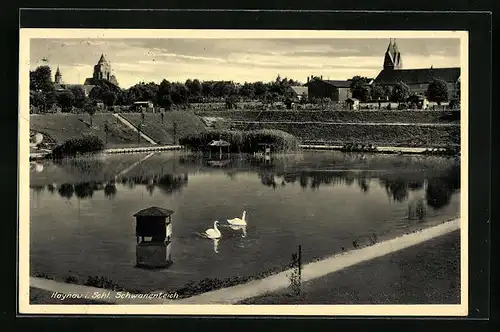 AK Haynau i. Schl., Sonniger Tag am Schwanenteich