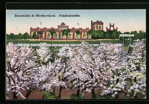AK Werder / Havel, Baumblüte an der Friedrichshöhe