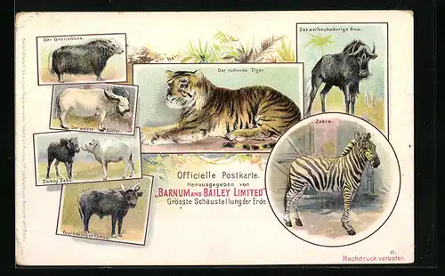 Lithographie Grösste Schaustellung der Erde, Der ruhende Tiger, Zebra, Der weisse Büffel, Zirkus