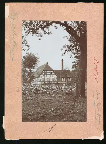 Fotografie Brück & Sohn Meissen, Ansicht Mauna, Blick auf die Mühle mit Rhabarbar Feld