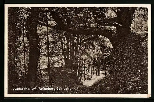 AK Lübbecke i. W., Reineberg-Schlucht