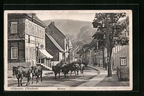 AK Wildemann /Oberharz, Strasse Bohlweg mit Rindern