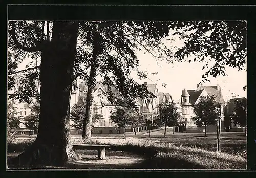 Foto-AK Westerstede i. Old., Strassenpartie mit Gebäudeansicht und Bäumen