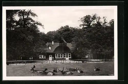 AK Leipzig, Connewitzer Holz, Gasthaus Wildpark mit Damhirschgehege