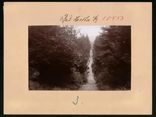 Fotografie Brück & Sohn Meissen, Ansicht Bad Hartha, Poetenweg im Wald mit Spiziergängern