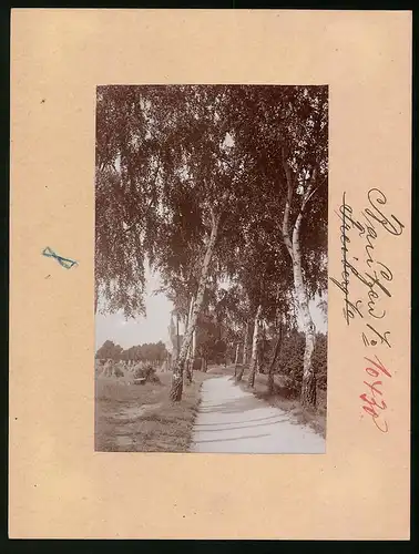 Fotografie Brück & Sohn Meissen, Ansicht Bautzen, Blick in die Allee auf dem Brotschenberg mit Kirche