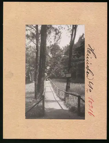 Fotografie Brück & Sohn Meissen, Ansicht Hainichen i. Sa., Waldweg im Stadtpark