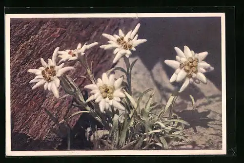 AK Edelweiss, Blumen neben einem Felsen gesehen