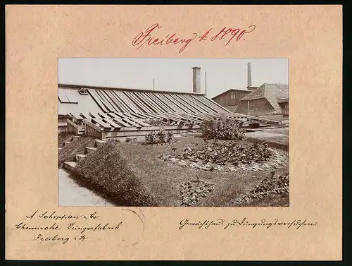 Fotografie Brück & Sohn Meissen, Ansicht Freiberg / Sachsen, Gewächshaus chem. Düngerfabrik Schippan