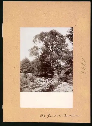 Fotografie Brück & Sohn Meissen, Ansicht Giesshübl-Sauerbrunn, Partie in der Parkanlage mit Bachlauf