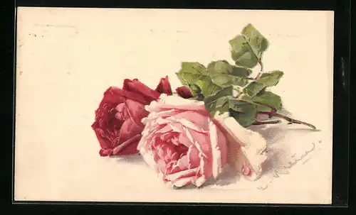 Künstler-AK Catharina Klein: Rote und rosa Rose in voller Blüte