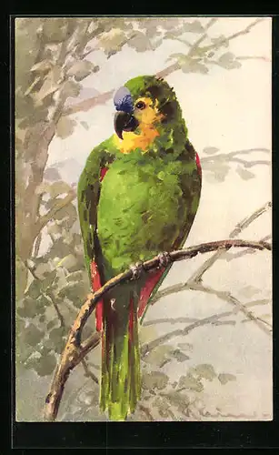 Künstler-AK Catharina Klein: Papagei mit grün-gelb-rotem Gefieder