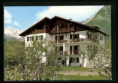 AK Dorf Tirol bei Meran, Pension Gamper mit blühenden Bäumen