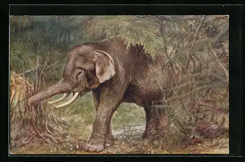 Künstler-AK Elefant mit Stosszähnen im Dschungel
