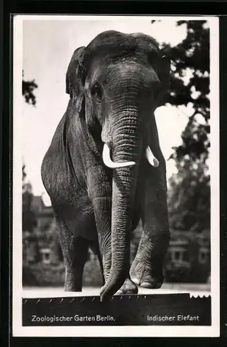 AK Berlin, Indischer Elefant im Zoo