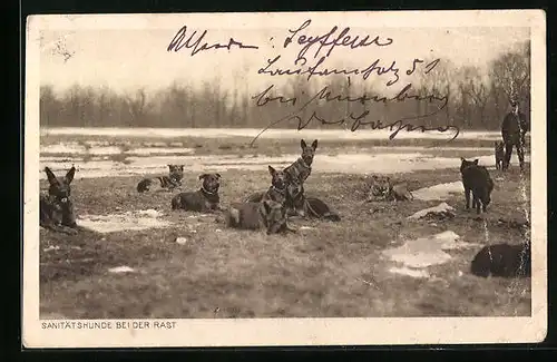 AK Sanitätshunde bei der Rast auf einem Feld