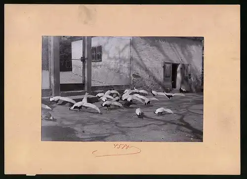 Fotografie Brück & Sohn Meissen, Ansicht Moritzburg, Fütterung der Silberfasane