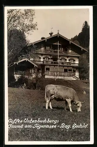 AK Gmund am Tegernsee, Caffee Unterbuchberg mit grasender Kuh