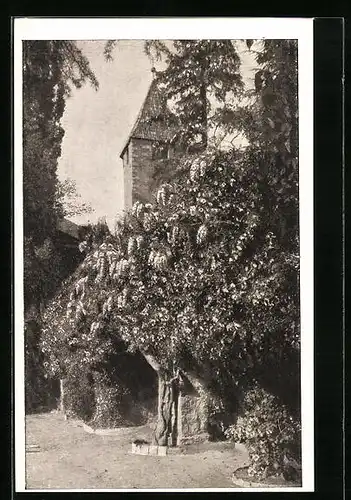 AK Merano, Passeggiata con la Torre di Passiria