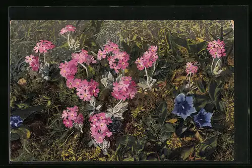 Künstler-AK Photochromie Nr. 1214: Primula farinosa, Gentiana acaulis, Blumen