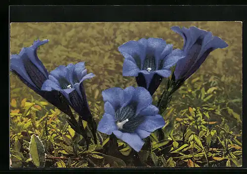 Künstler-AK Photochromie Nr. 1415: Gentiana acaulis