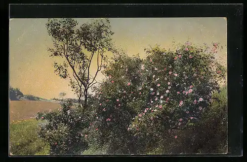 Künstler-AK Photochromie Nr. 1983: Blühender Wildrosenbusch