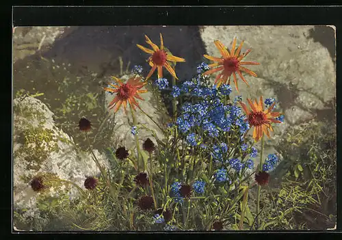 Künstler-AK Photochromie Nr. 504: Blühende Blumen