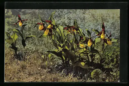 Künstler-AK Photochromie Nr. 780: Blumen Cypripedium calceolus