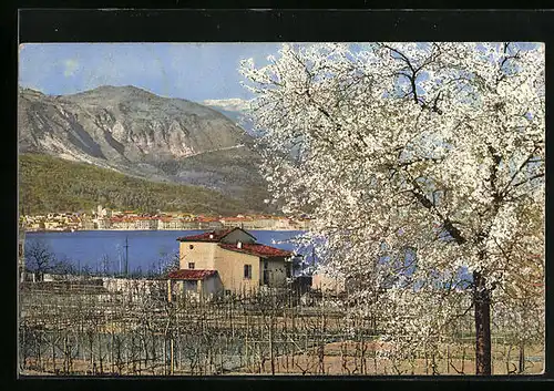 Künstler-AK Photochromie Nr. 1823: Idyllische Landschaft mit blühenden Bäumen