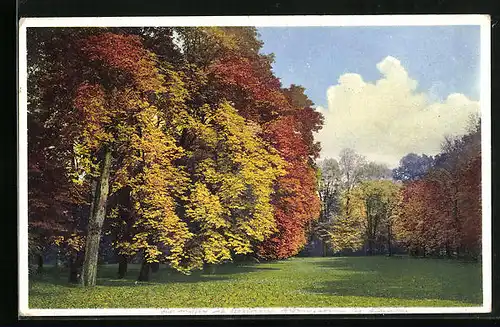 Künstler-AK Photochromie Nr. 5147: Waldpartie im Herbst