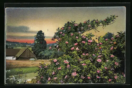Künstler-AK Photochromie Nr.: 1987, Rosa blühender Strauch vor Holzhaus