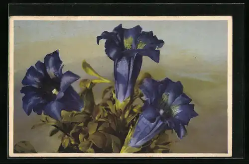 Künstler-AK Photochromie Nr.: 1919, Gentiana Clusii, Grossblütiger Enzian