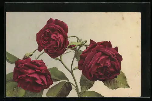 Künstler-AK Photochromie Nr.: 1378, Leuchtfeuer, Drei rote Rosen