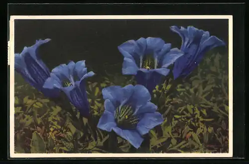 Künstler-AK Photochromie Nr.: 1563, Gentiana Clusii