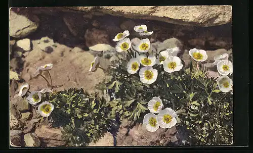 Künstler-AK Photochromie Nr.: 1410, Ranunculus glacialis