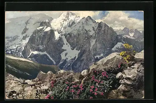 Künstler-AK Photochromie Nr.: 791, Blühende Gebirgspflanzen vor verschneiten Bergen