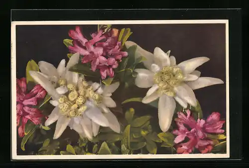 Künstler-AK Photochromie Nr.: 1857, Rhododendron ferrugineum - Alpenrose, Leontopodium alpinum - Edelweiss