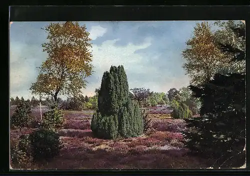 Künstler-AK Photochromie Nr.: 1684, Grüner Baum zwischen buntem Heidekraut