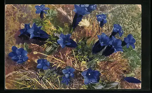 Künstler-AK Photochromie Nr. 1188: Gentiana verna, Gentiana acaulis - S. Clusii