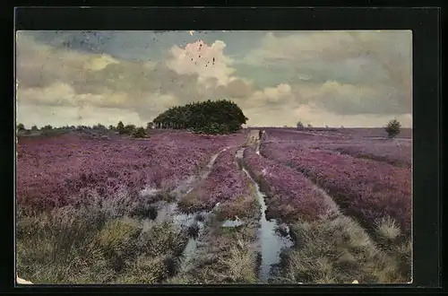 Künstler-AK Photochromie Nr.: 2494, Heidekraut in voller Blüte