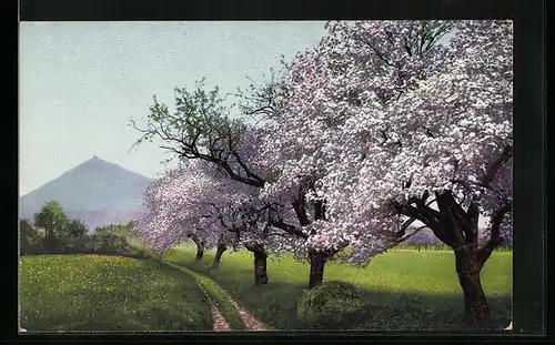 Künstler-AK Photochromie Nr.: 3717, Blühende Bäume am Wiesenrand