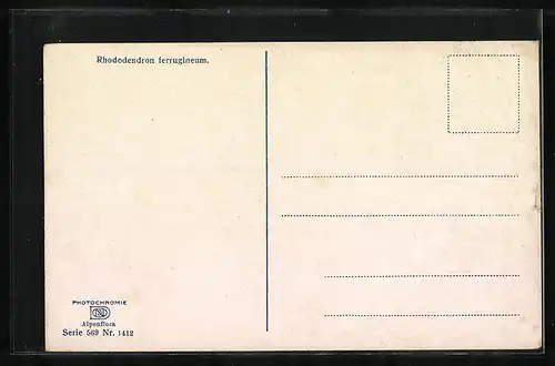Künstler-AK Photochromie Nr.: 1412, Rhododendron ferrugineum