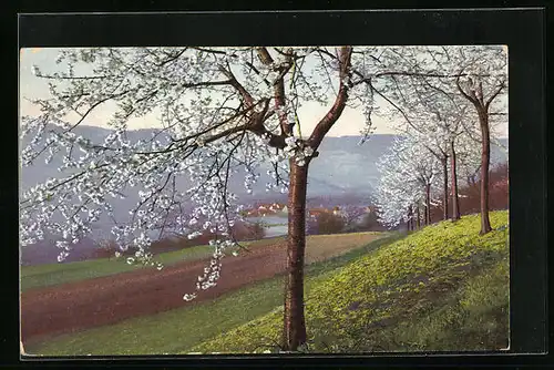 Künstler-AK Photochromie Nr.: 4897, Blühende Allee am Feldrand