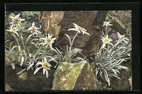 Künstler-AK Photochromie Nr.: 896, Leontopodium alpinum